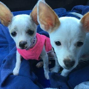 Meet your Posher, Sharon